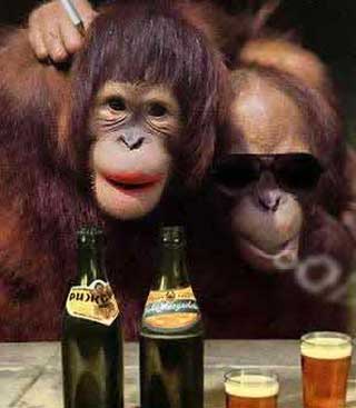monkey photos funny