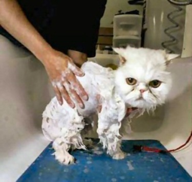 Funny  Photos Website on Http   Www Funnyjunksite Com Pictures Funny Animal Pictures Funny Cat