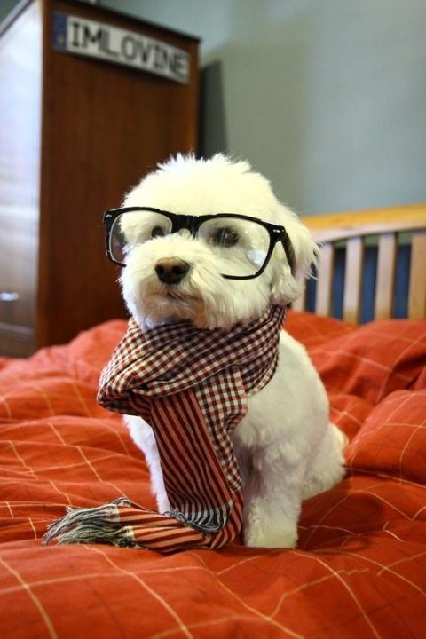 pictures/funny-animal-pictures/funny-dog-pictures/today-we-will-study ...