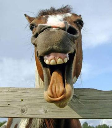 Funny Horse Pictures » Looking Like A Devil ?