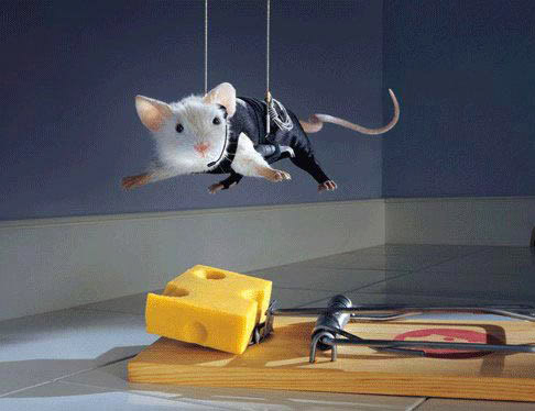 http://www.funnyjunksite.com/pictures/funnypics/animals/mouse/funny_mouse_picture_21.jpg