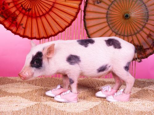 pig in shoes