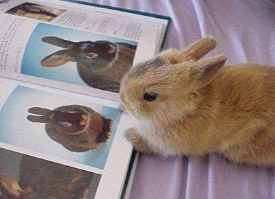 Image result for rabbit images | Rabbit, Cute animals 