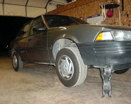 used & new cars: Funny Cars pics Amazing cars images