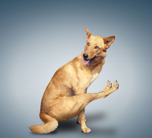 [عکس: Funny-Dog-Excercise-Picture-3.jpg]
