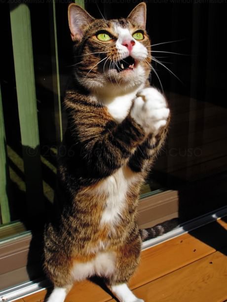 Funny Cat Pictures » Praying Cat