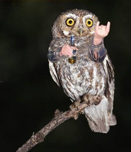 Rock-Star-Owl.jpg