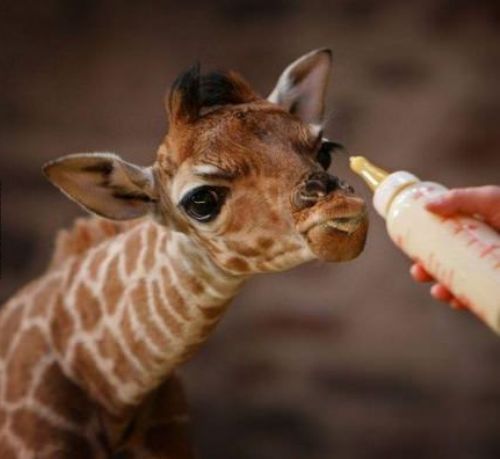 [عکس: Cute-Giraffe.jpg]