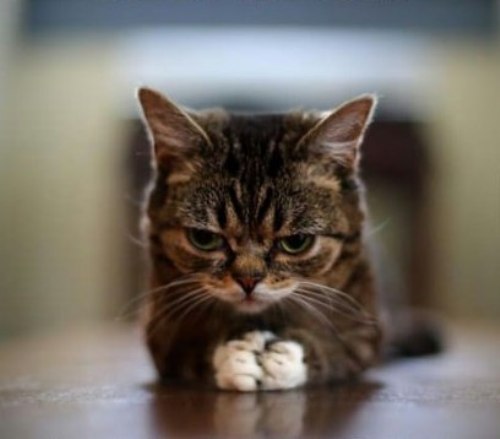 [عکس: Praying-Cat.jpg]