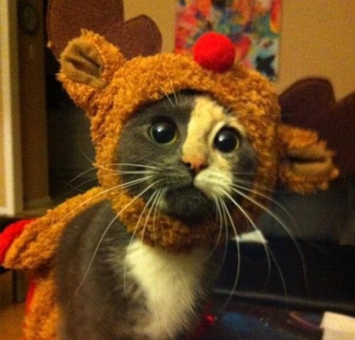 [عکس: Funny-Cat1.jpg]