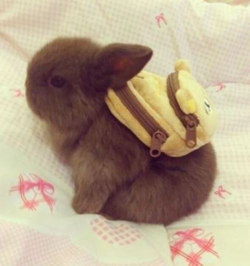 [عکس: Tiny-Bunny.jpg]
