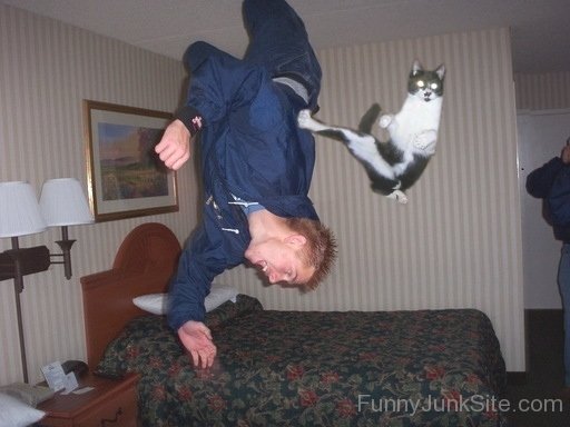 [Image: Kung-Fu-Cat.jpg]