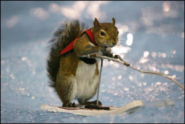 Funny Squirrels Pictures Skating Squirrels