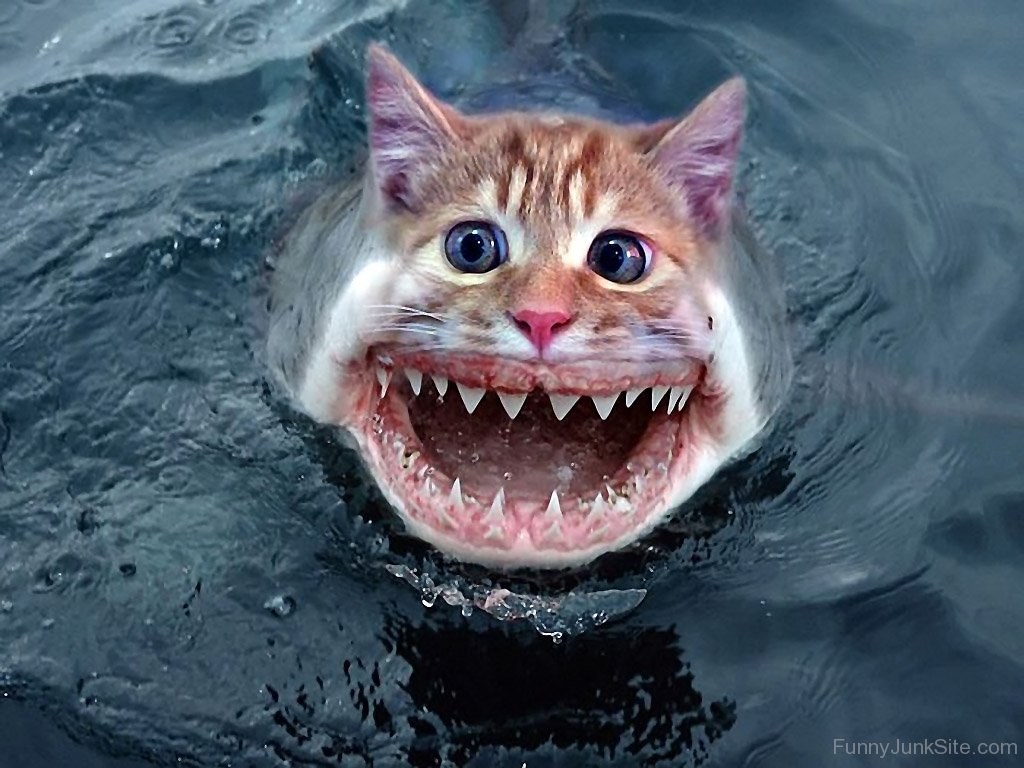 Funny-Cat-Shark.jpg