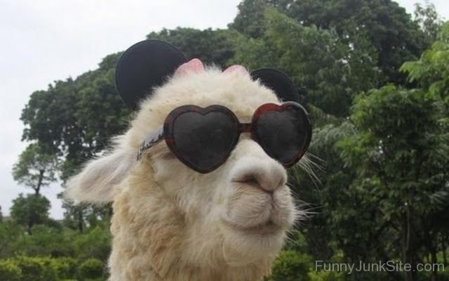 Funny Llama Pictures
