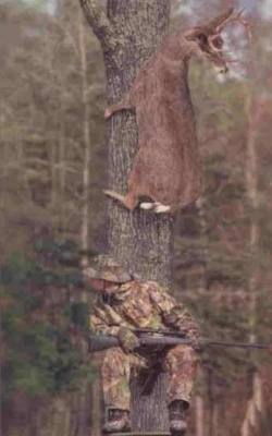 Clever Deer