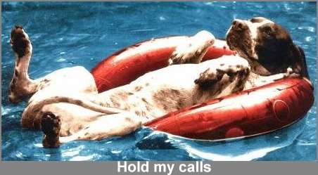 Relaxed doggy