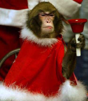 Funny Monkey Picture #3