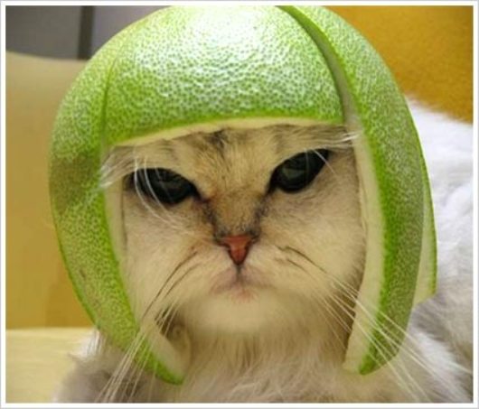 Cat helmet