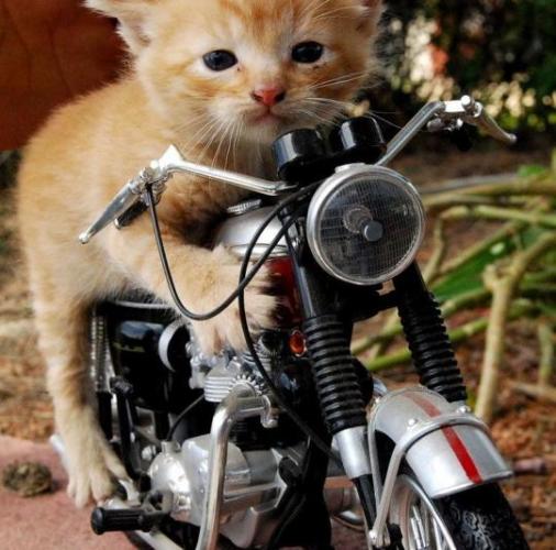 Cat Riding Bike
