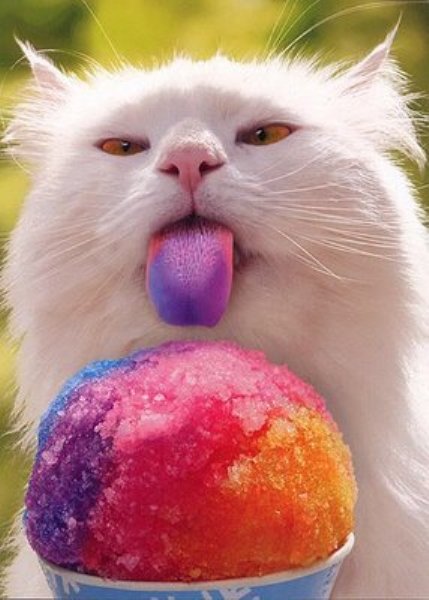 Colored Cat Tongue