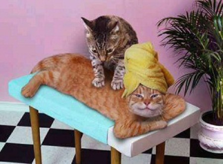 Cat Having Massage