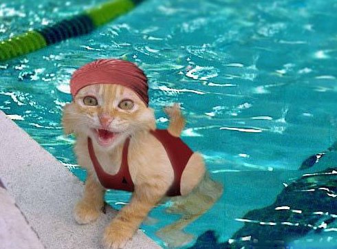 Swimmer Cat