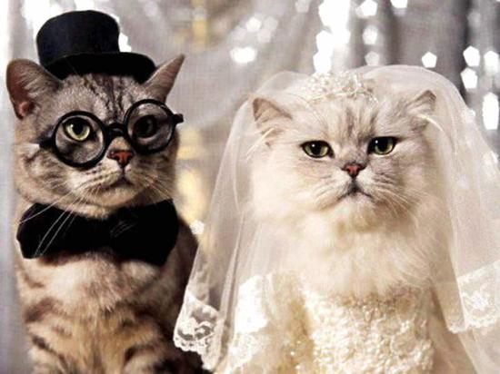 Cat Wedding Ceremony
