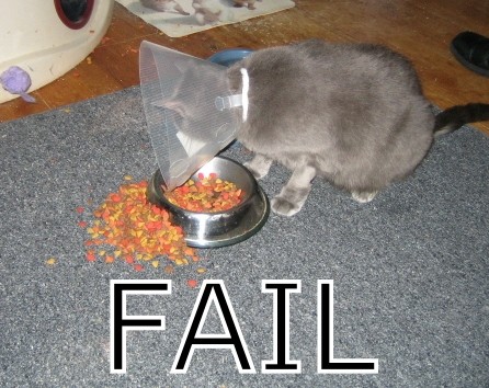 Failed Cat