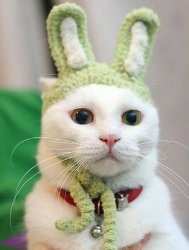 Cat Bunny