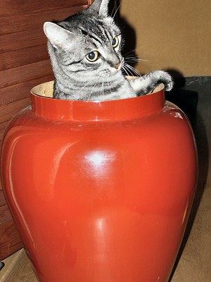 Cat-Pot
