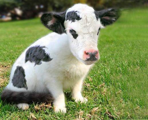 Smallest Cow