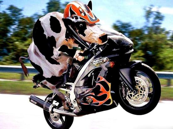 Cow Racing