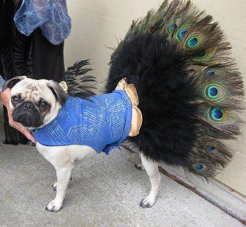 Dog with peacock feathers