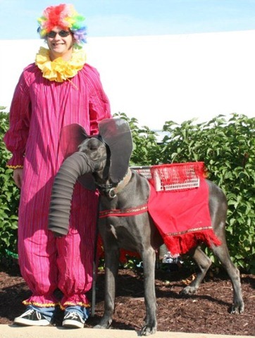 Dog Dressed as Elephant