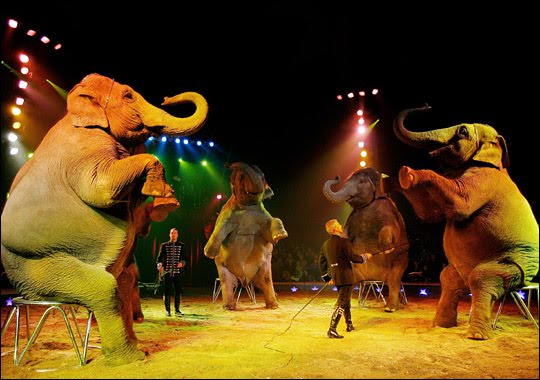 Elephants In Circus