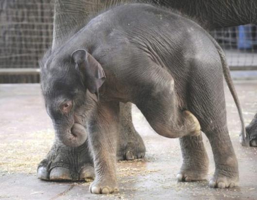 Playing Elephant Baby
