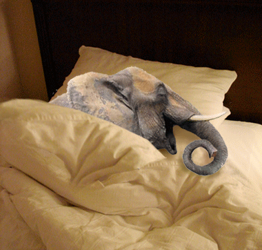 Snoring Elephant