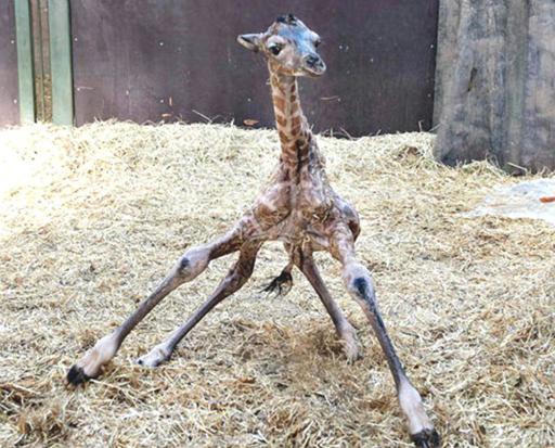 Newborn Baby Giraffe