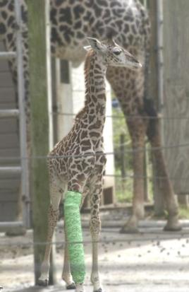 Injured Giraffe