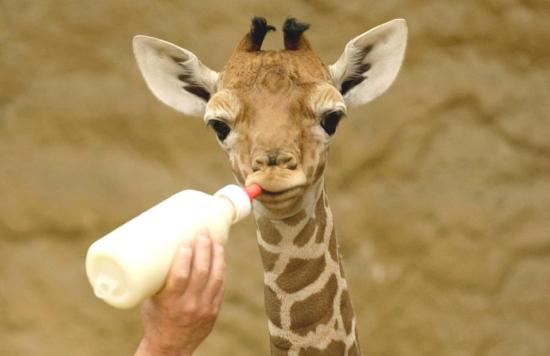 Cute Giraffe Picture