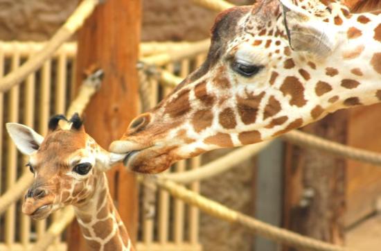 Kissing Giraffe
