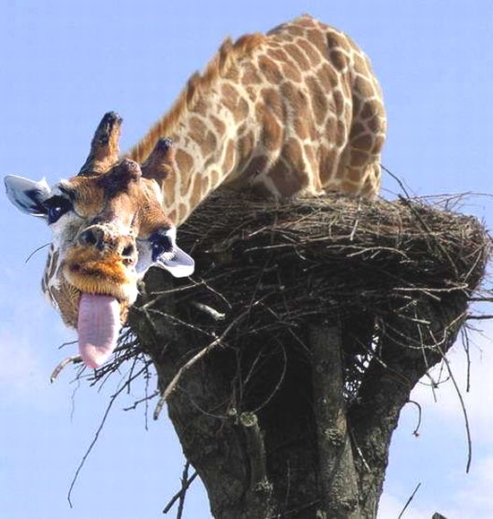 Giraffe In A Nest