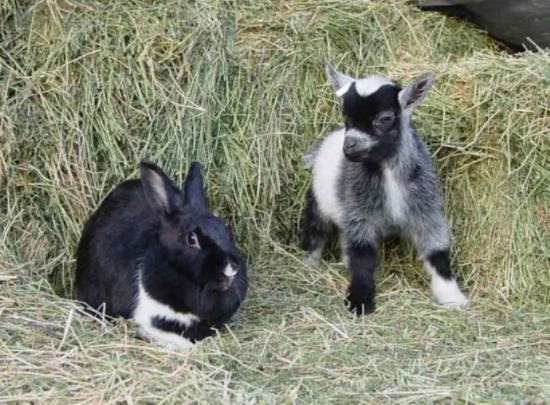 Goat Kid With Rabbit