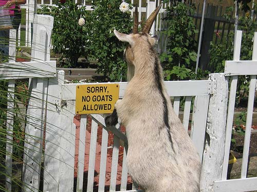 No Goat Allowed