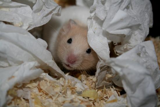 Hidden Hamster