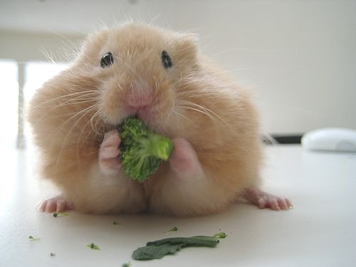 I Love Broccoli