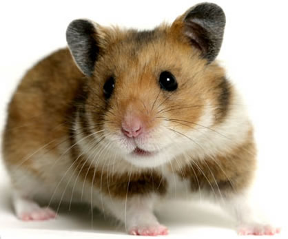 Photogenic Hamster