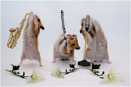 Hamster Music Band