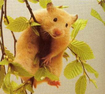 Hamster On Tree